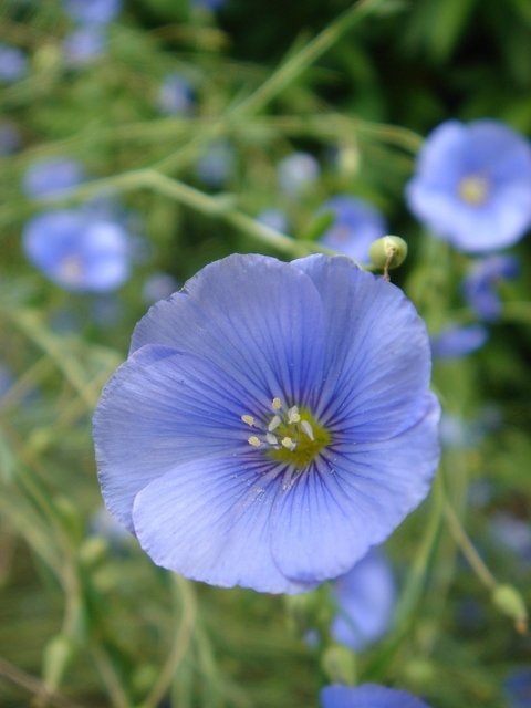 Linum perenne